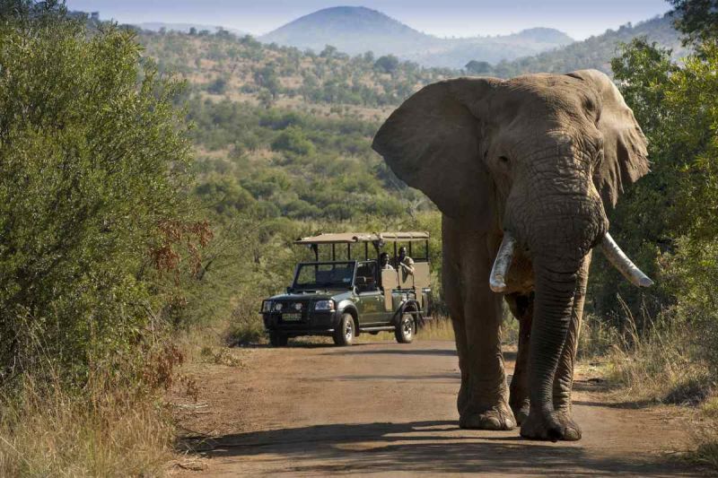 Smailing Tour Buka Paket Wisata Afrika Selatan, Petualangan Safari dan City Tour Cape Town yang Penuh Kejutan Alam