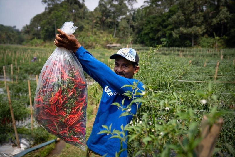 Kisah Sukses Petani yang Berdaya Berkat Pembiayaan dari TaniFund