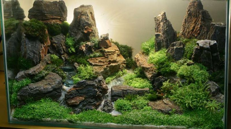 Hobi Aquascape: Menciptakan Keindahan di Dalam Akuarium